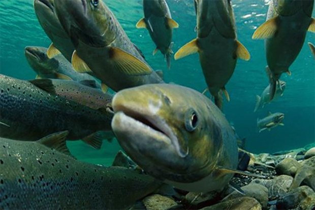 Fish underwater