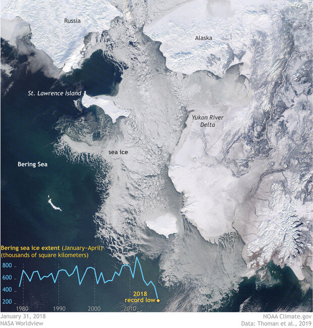 Satellite photo of Bering Sea showing the dramatic difference in reflectiveness between ice-covered and ice-free parts of the sea