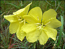 Hooker’s Evening Primrose