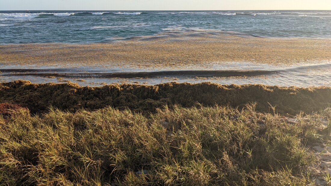 A pile of Sargassum seaweed on a St. Croix beach
