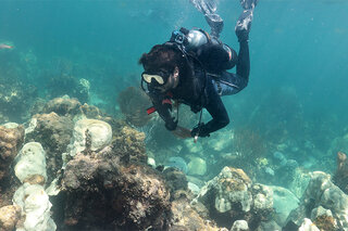 Map image for NOAA employs climate adaptation and resilience techniques to save Florida corals from this summer's record-long marine heat wave