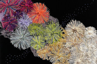 Map image for 'Coral Conundrum: Dead or Alive' from the Art x Climate Gallery