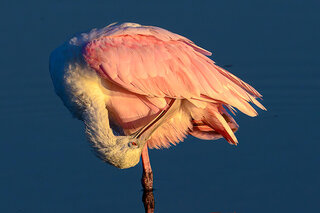 Map image for 'Reflections in Pink' from the Art x Climate Gallery