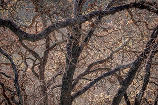Map image for 'Oak Forest, Eighteen Months After the Fire' from the Art x Climate Gallery