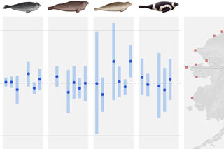 Map image for 2024 Arctic Report Card: Ice seal populations in the Pacific Arctic remain healthy 