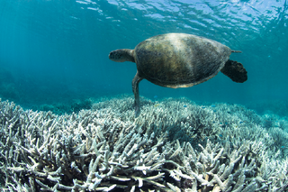 Map image for Will the Great Barrier Reef recover?